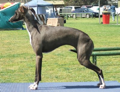 Breed Feature Photo - Unauthorised use prohibited!