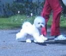 Click to see more details for this dog