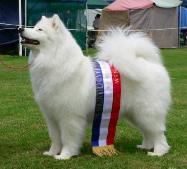 Breed Feature Photo - Unauthorised use prohibited!