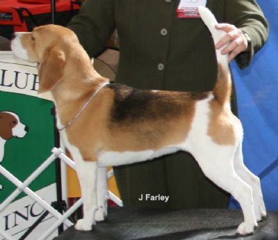Breed Feature Photo - Unauthorised use prohibited!