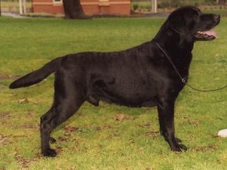 Breed Feature Photo - Unauthorised use prohibited!