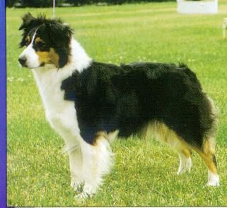 Breed Feature Photo - Unauthorised use prohibited!