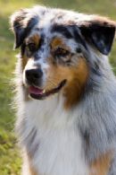 Click to see more details for this dog