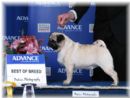 Click to see more details for this dog