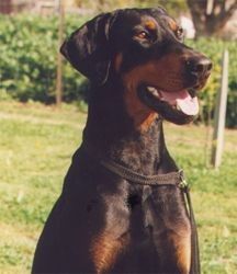 Breed Feature Photo - Unauthorised use prohibited!