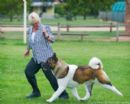 Click to see more details for this dog