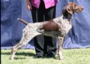 Click to see more details for this dog