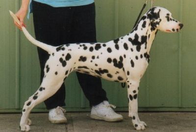 Breed Feature Photo - Unauthorised use prohibited!
