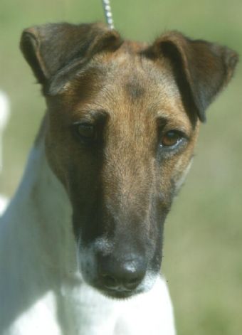 Breed Feature Photo - Unauthorised use prohibited!