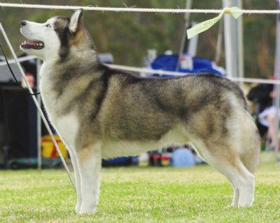 Breed Feature Photo - Unauthorised use prohibited!