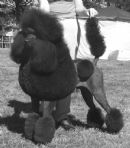 Click to see more details for this dog