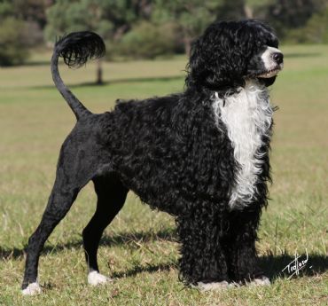 Breed Feature Photo - Unauthorised use prohibited!