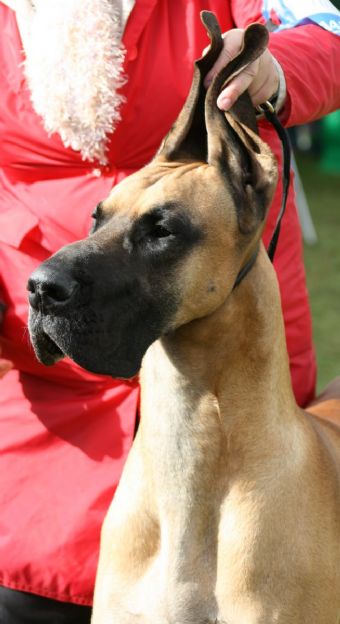 Breed Feature Photo - Unauthorised use prohibited!