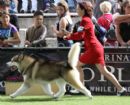 Click to see more details for this dog