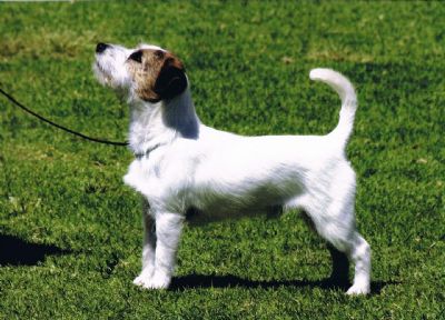 Breed Feature Photo - Unauthorised use prohibited!
