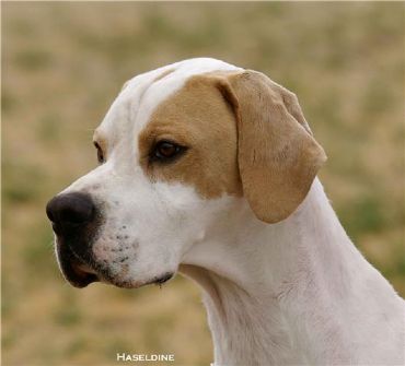Breed Feature Photo - Unauthorised use prohibited!
