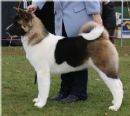 Click to see more details for this dog