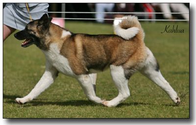 Breed Feature Photo - Unauthorised use prohibited!