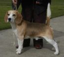 Click to see more details for this dog