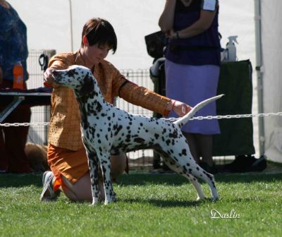 Breed Feature Photo - Unauthorised use prohibited!