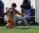 Click to see more details for this dog