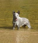 Click to see more details for this dog