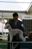 Click to see more details for this dog