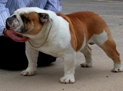 Breed Feature Photo - Unauthorised use prohibited!