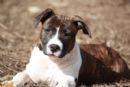 Click to see more details for this dog
