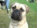 Click to see more details for this dog