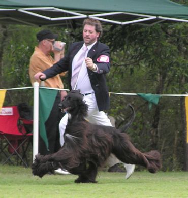 Breed Feature Photo - Unauthorised use prohibited!