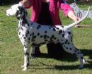 Click to see more details for this dog