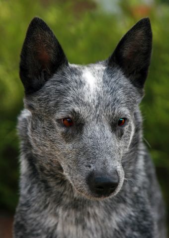 Breed Feature Photo - Unauthorised use prohibited!