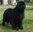Click to see more details for this dog