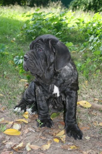 Breed Feature Photo - Unauthorised use prohibited!