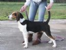Click to see more details for this dog