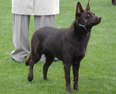 Breed Feature Photo - Unauthorised use prohibited!