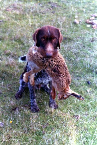 Breed Feature Photo - Unauthorised use prohibited!