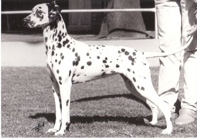 Breed Feature Photo - Unauthorised use prohibited!