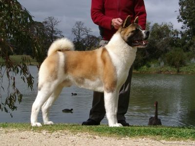 Breed Feature Photo - Unauthorised use prohibited!