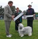 Click to see more details for this dog
