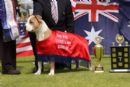 Click to see more details for this dog