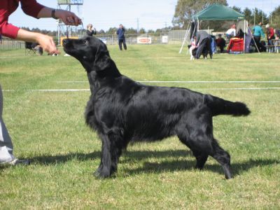 Breed Feature Photo - Unauthorised use prohibited!