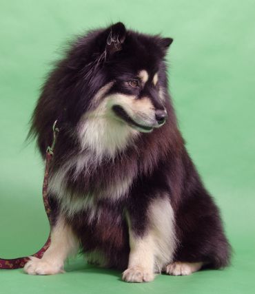 Breed Feature Photo - Unauthorised use prohibited!