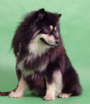 Click to see more details for this dog