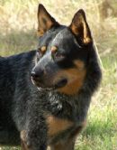 Click to see more details for this dog