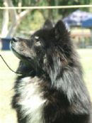Click to see more details for this dog