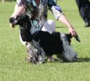Click to see more details for this dog