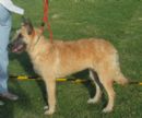 Click to see more details for this dog
