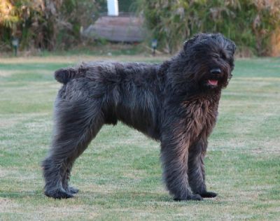 Breed Feature Photo - Unauthorised use prohibited!
